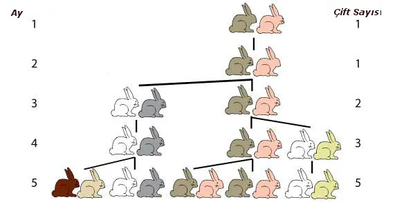 Fibonacci Sayı Dizisi Nedir? Nerelerde Kullanılır?