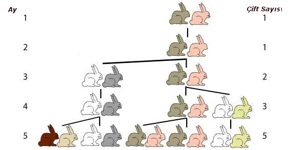 fibonacci tavşan